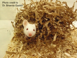 Mice Housing &amp; Handling - The 3Rs Collaborative